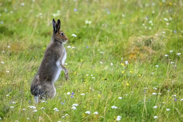 A mountain hare (Lepus timidus) in summer fur on a flowering meadow surrounded by green vegetation, Vadsø, Finnmark, Norway