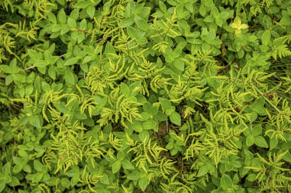 Leaves of Swedish cornel (Cornus suecica) with some green fern shoots form a lively pattern, Finnmark, Norway