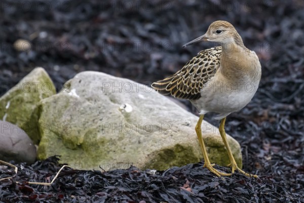 Ruff (Calidris pugnax) in a simple dress on rocks, surrounded by autumnal colours and seaweed, Varangerbotn, Finnmark, Norway