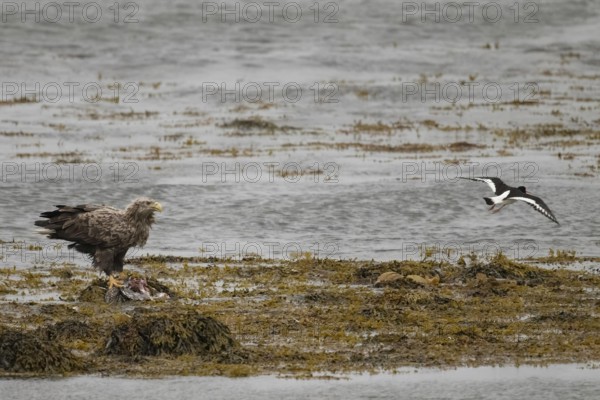 White-tailed eagle on coast with prey surrounded by water and other birdsVadsø, Troms, Norway