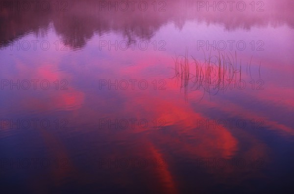 Quiet evening mood at the lake with reeds in the foreground and red sunset, Mondsee, Salzkammergut, Upper Austria, Austria