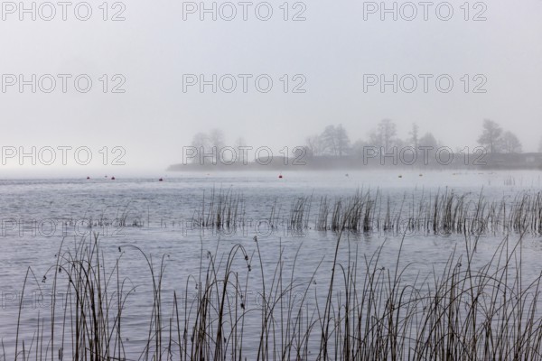 Foggy autumn atmosphere at the lake with reeds in the foreground, Mondsee, Salzkammergut, Upper Austria, Austria