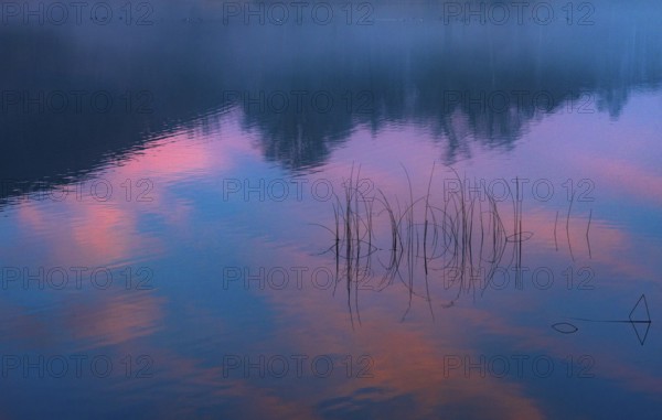 Quiet evening mood at the lake with reeds in the foreground and colorful sunset, Mondsee, Salzkammergut, Upper Austria, Austria