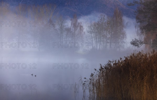 Evening in the reed belt with clouds of fog on Mondsee, inversion weather, Mondseeland, Salzkammergut, Upper Austria, Austria