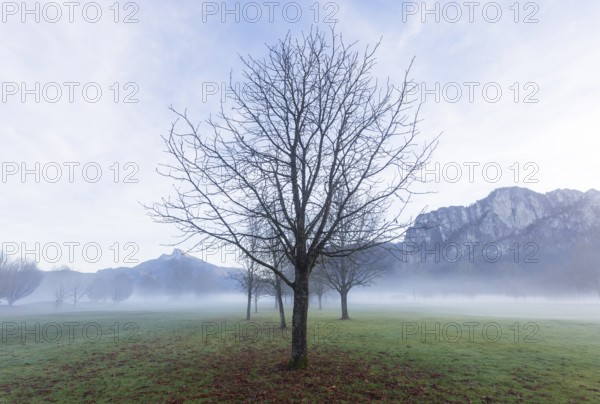 Bare trees in fog with Schafberg and Drachenwand, inversion weather, Mondseeland, Salzkammergut, Upper Austria, Austria
