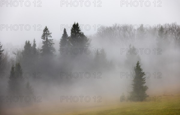 Sunset with clouds of fog in the forest, inversion weather, Mondseeland, Salzkammergut, Upper Austria, Austria