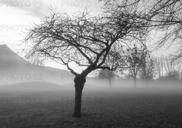 Monochrome, bare tree in fog, inversion weather, Mondseeland, Salzkammergut, Upper Austria, Austria