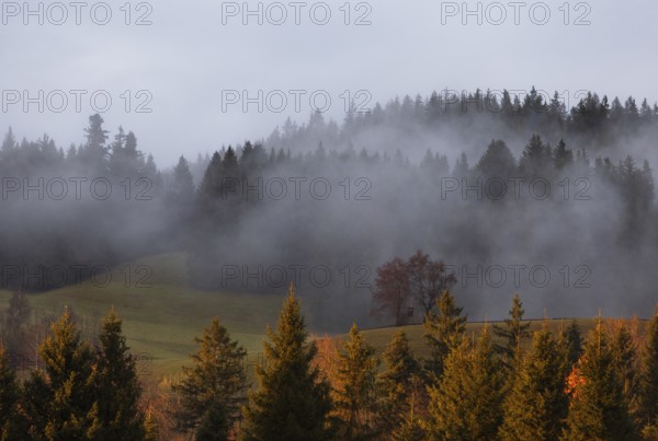 Sunset with clouds of fog in the forest, Mondseeland, Salzkammergut, Upper Austria, Austria
