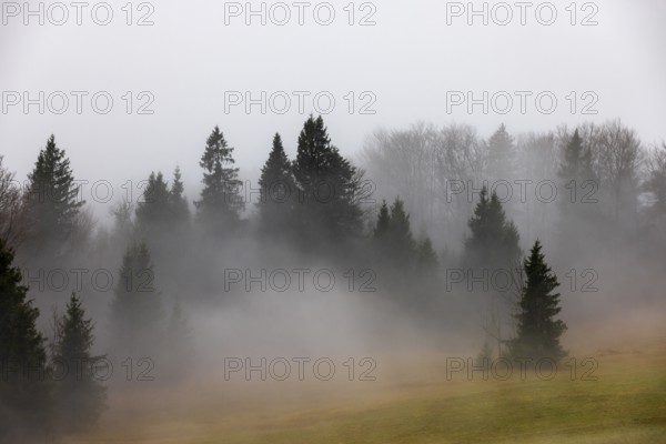 Nebelschwaden im Wald, Mondseeland, Salzkammergut, Upper Austria, Austria