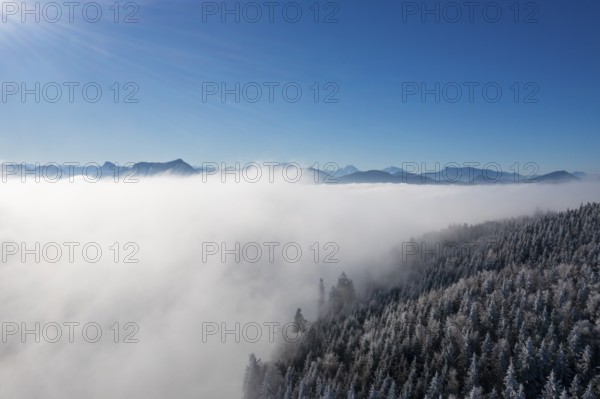 Drone view, snowy coniferous forest sticking out of fog, inversion weather, Mondseeland, Salzkammergut, Upper Austria, Austria