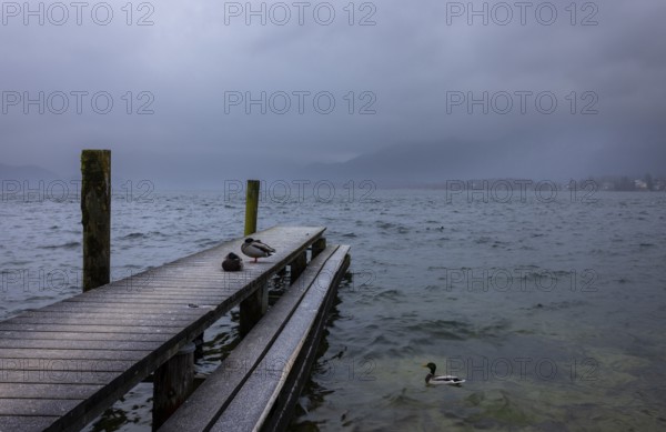 Foggy morning atmosphere at the lake with wooden walkway and ducks, Mondsee, Salzkammergut, Upper Austria, Austria