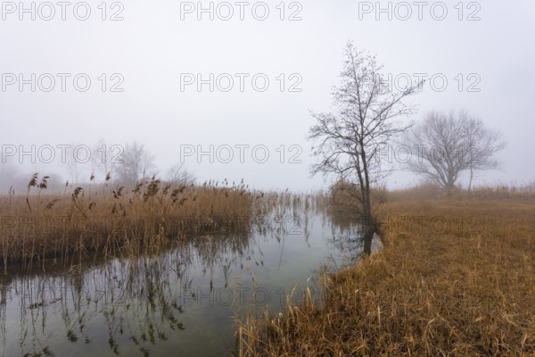 Foggy autumn atmosphere at the lake with reeds and trees, Irrsee, Salzkammergut, Upper Austria, Austria