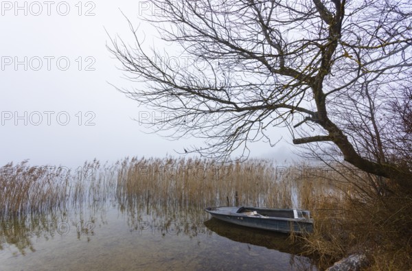 Foggy autumn atmosphere at the lake with fishing boat in reeds, Irrsee, Salzkammergut, Upper Austria, Austria