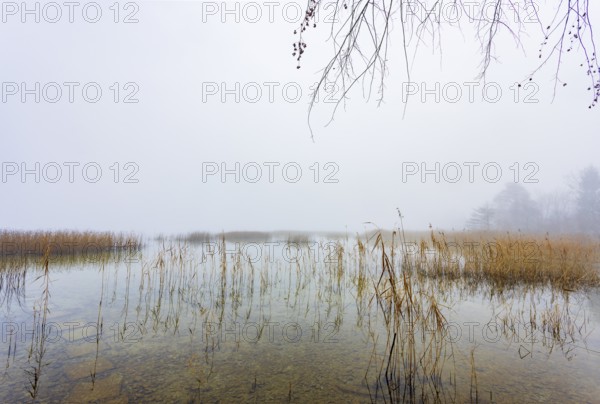 Autumn morning fog on the reed belt on the shores of Lake Mondsee, Salzkammergut, Upper Austria, Austria