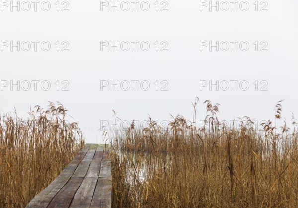 Foggy autumn atmosphere at the lake with wooden walkway and reeds in the foreground, Mondsee, Salzkammergut, Upper Austria, Austria