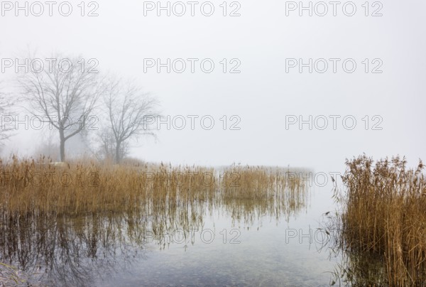 Autumn morning fog on the reed belt with trees on the banks of Lake Mondsee, Salzkammergut, Upper Austria, Austria