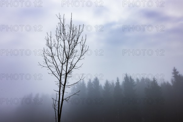 Bare tree in autumn morning fog, Mondsee, Salzkammergut, Upper Austria, Austria