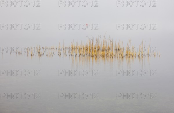 Calm autumnal fog on the lake with reeds in the foreground, Mondsee, Salzkammergut, Upper Austria, Austria