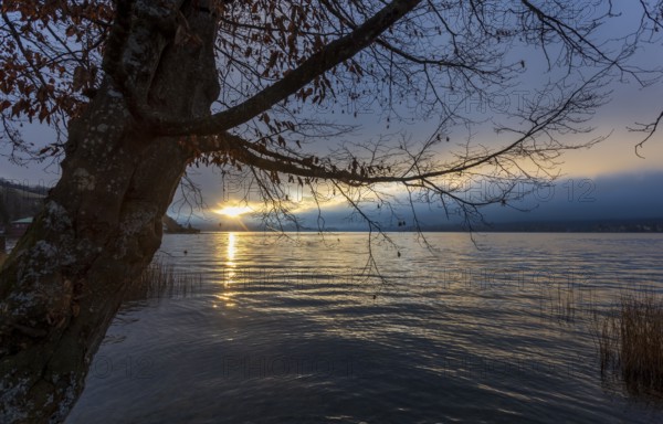 Quiet morning atmosphere at sunrise on a lake with bare tree in the foreground, Mondsee, Salzkammergut, Upper Austria, Austria