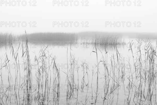 Monochrome, autumnal morning fog on the reed belt on the shores of Lake Mondsee, Salzkammergut, Upper Austria, Austria