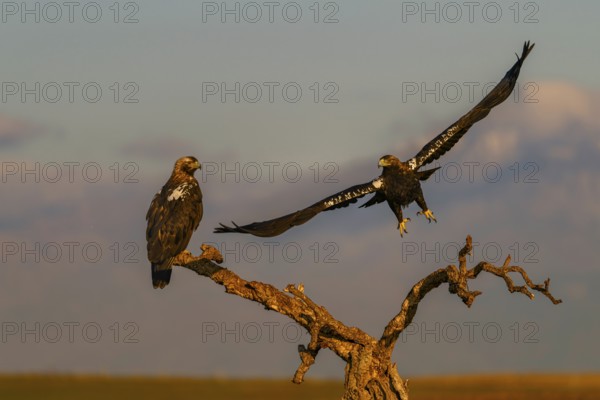 Spanish imperial eagle (Aquila adalberti) with the background of Gredos and the snowy peak of Almazor, Castilla-La Mancha, Spain