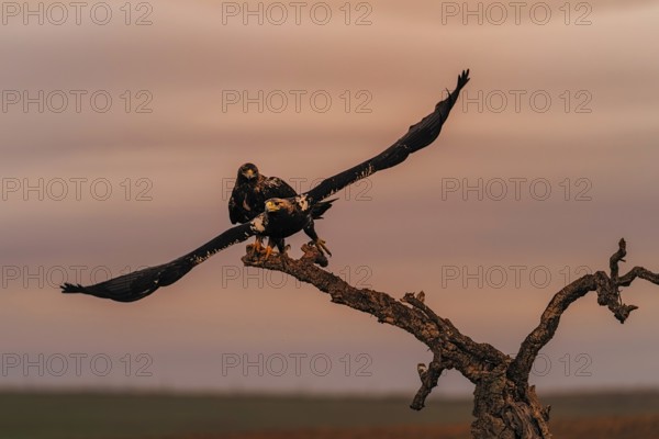 Spanish imperial eagle (Aquila adalberti) Castilla-La Mancha, Spain