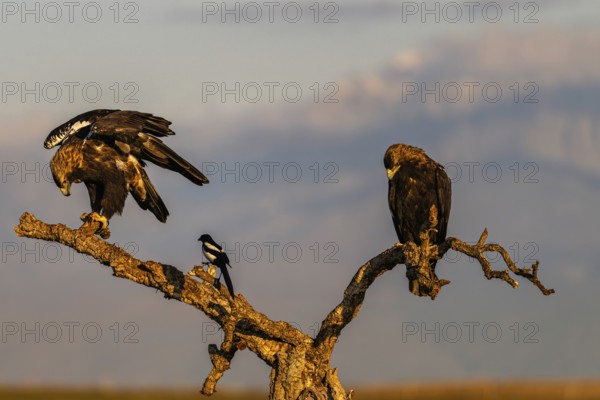 Spanish imperial eagle (Aquila adalberti) with the background of Gredos and snowy Almazor, Castilla-La Mancha, Spain