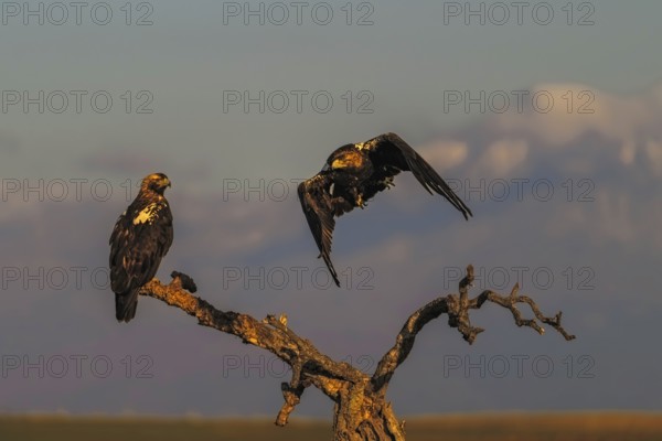 Spanish imperial eagle (Aquila adalberti) with the background of Gredos and the snowy peak of Almazor, Castilla-La Mancha, Spain