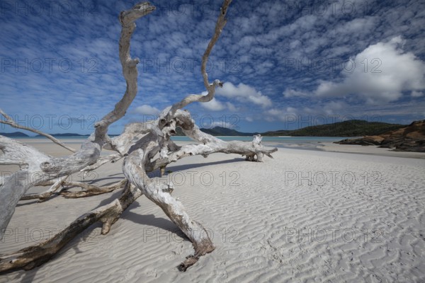 Sunny day at Whitehaven Beach with an old bare tree on the sand, Whitsunday Island, Queensland, Australia