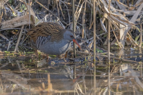 Water Rail (Rallus aquaticus) stands in the shallow water of the moor. The morning sun shines on the water and the surrounding grass. The bird is searching for food in its natural habitat