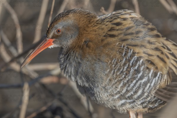 Water Rail (Rallus aquaticus) sits on branches in the swamp. It has grey feathers and stripes. Scene shows reflections of daylight on the water