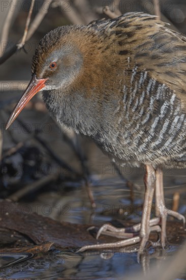 Water Rail (Rallus aquaticus) sits on branches in the swamp. It has grey feathers and stripes. Scene shows reflections of daylight on the water