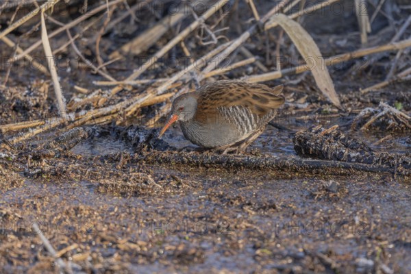 Water Rail (Rallus aquaticus) runs along a branch at the edge of the water in the moor. The sun illuminates the landscape and birds search for food