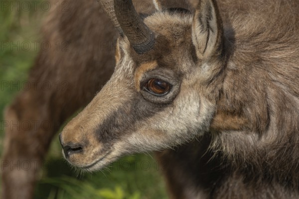 A chamois (Rupicapra rupicapra) with horns is walking around near the meadow. Its fur is brown and it seems curious. The animal observes its surroundings in the early morning in the wild. High Rhine, Vosges, Alsace, France
