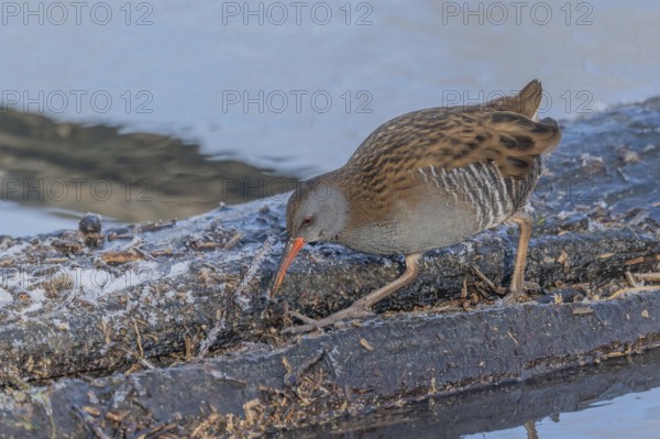 Water Rail (Rallus aquaticus) runs along a branch at the edge of the water in the moor. The sun is shining on the landscape and birds are looking for food