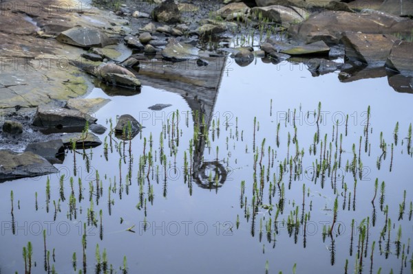 Reflection of a wooden dragon head in a water basin, sculpture by Drakkar Vardø. The Drakkar-Leviathan sculpture was built in summer 2016 by the Taibola Assemble team from Archangelsk Severodvinsk, Vardø, Finnmark, Norway