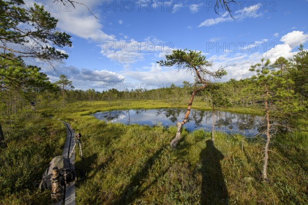 Moor lake surrounded by green vegetation under blue sky with clouds and a wooden path in the foreground, swamp landscape with a quiet pond surrounded by green coniferous forest and a wooden path under a clear blue sky, Hällefors, Örebro län, Sweden