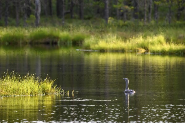 A red-throated diver (Gavia stellata), swimming alone on a lake surrounded by forest in the evening light, Örebro län, Sweden