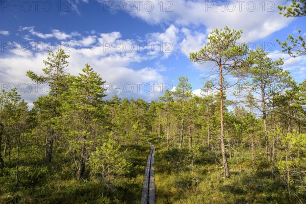 A wooden plank path leads through a natural moor, Hällefors, Örebro län, Sweden