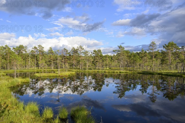 A clear moor lake with tree reflection under a cloudy sky, Hällefors, Örebro län, Sweden