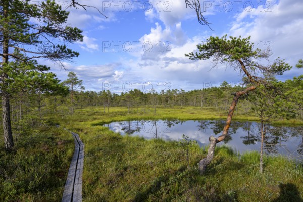 A forest with a calm moor lake and blue sky with clouds, Hällefors, Örebro län, Sweden