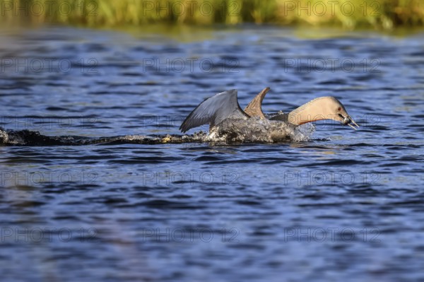 Red-throated diver (Gavia stellata), landing on a lake with outstretched wings, carrying a small fish in its beak, Örebro län, Sweden