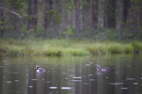 Two star divers (Gavia stellata swimming on a bog lake surrounded by coniferous forest), Örebro län, Sweden