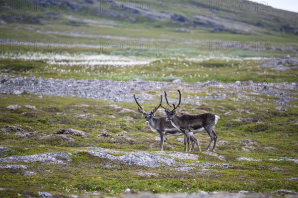 Two reindeer (Rangifer tarandus), standing in front of a rocky mountainside and looking into the camera, Kiberg, Troms, Norway