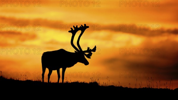 A reindeer (Rangifer tarandus) stands silhouetted in front of a bright orange sunset, atmospheric midnight sun, the picture conveys drama and positive mood at the same time through the warm colours, Kiberg, Troms, Norway