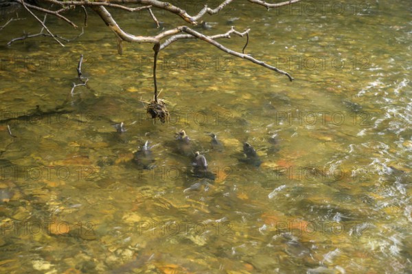 Atlantic salmon (Salmo salar) swimming close to the surface on their spawning migration in a northern Norwegian salmon river Wild river and moving in flowing water, dorsal fins visible in shallow water, Grense Jacobselv, Finnmark, Norway