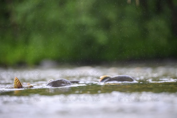 Atlantic salmon (Salmo salar) swimming close on their spawning migration in a northern Norwegian salmon river Wild river in the rain on the water surface and moving in the flowing water, you can see the dorsal fins in the shallow water, Grense Jacobselv, Finnmark, Norway