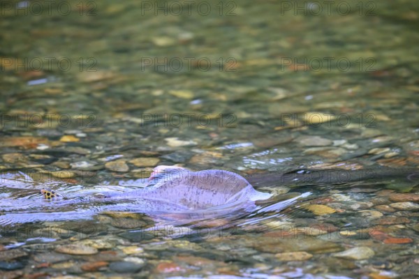 An Atlantic salmon (Salmo salar) swims close to the surface on its spawning migration in a northern Norwegian salmon river Wild river and moves in the flowing water, the dorsal fins can be seen in the shallow water, Grense Jacobselv, Finnmark, Norway