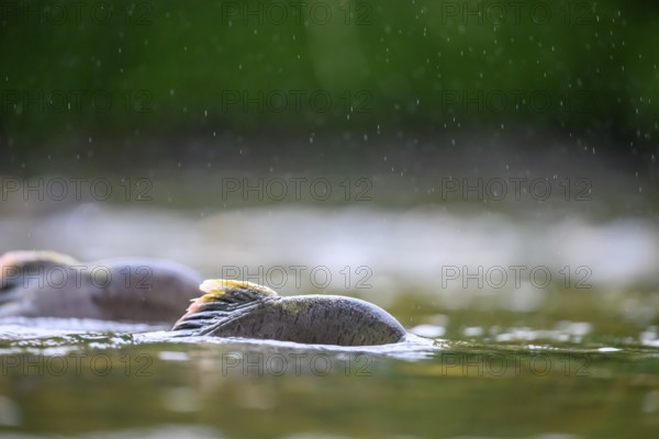Atlantic salmon (Salmo salar) swimming close to the surface in the rain on their spawning migration in a northern Norwegian salmon river Wild river and moving in flowing water, dorsal fins visible in shallow water, Grense Jacobselv, Finnmark, Norway