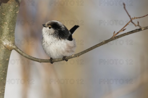 A long-tailed tit (Aegithalos caudatus) sits quietly on a branch against a wintry backdrop, Hesse, Germany